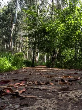 Path in the summer forest in Georgia. Foto stock