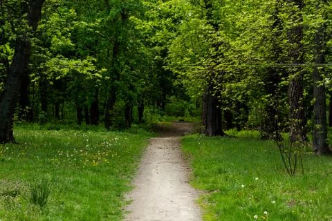 Path in the summer forest with green trees Stock Photos