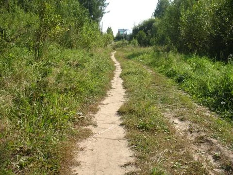 Path in the summer forest Stock Photos