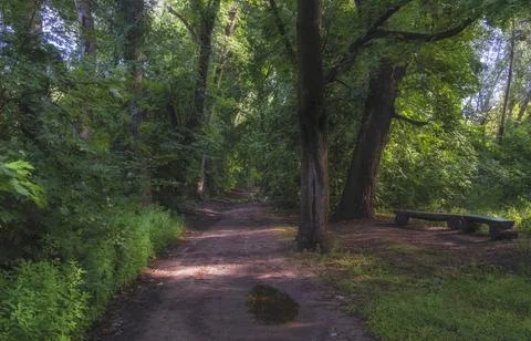 Path in a summer forest at sunset. Deciduous forest or grove with greenery. B Foto stock