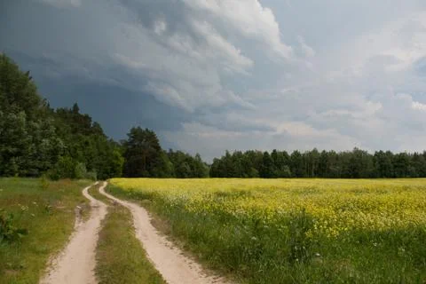 Path in summer green forest Stock Photos