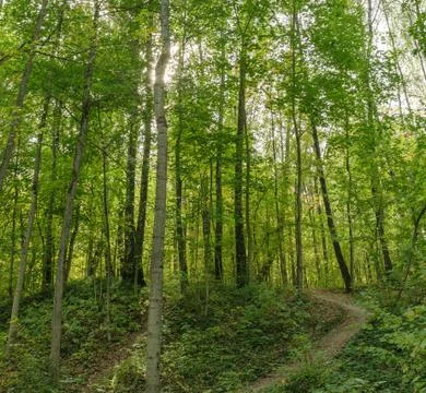 Path in summer green forest Stock Photos