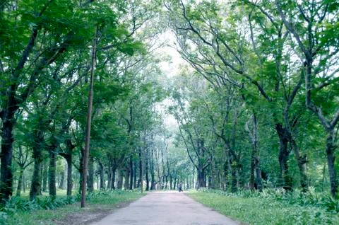 Path in summer green forest Stock Photos