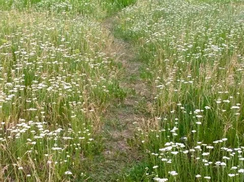 The path on the summer meadow Stock Photos