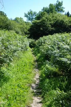 A path in summer Stock Photos