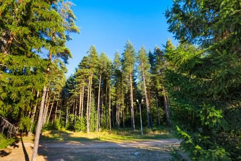 Path in summer woods, clouds and green trees Stock Photos