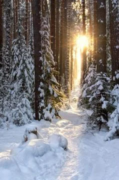 The path to the sun in winter forest 写真素材