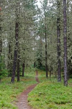 Path in sunny forest Stock Photos