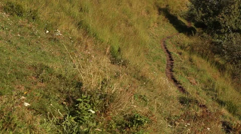 Path in a sunny glade Stock Footage 38799781