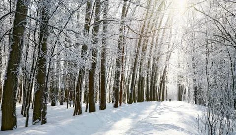 Path in sunny winter forest Stock Photos