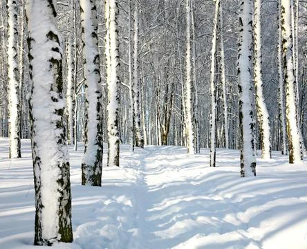 Path in sunny winter forest Stock Photos