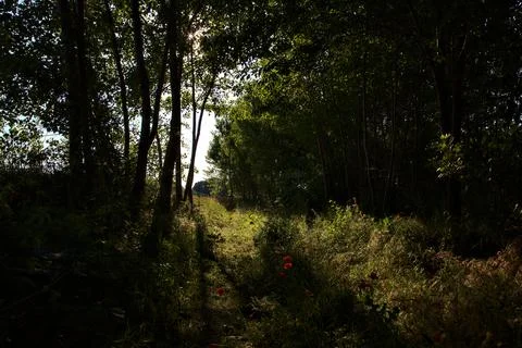 Path with sunrays filtering through the trees in the italian countryside in s Stock Photos