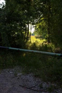 Path with sunrays filtering through the trees in the italian countryside in s Stock Photos
