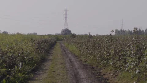 Path surrounded by the agricultural field with crops in full bloom and height Stock Footage 281286739