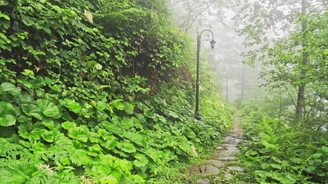 A path that is surrounded. Stock Footage 282794984