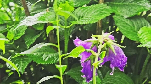 A path that is surrounded. Stock Footage 282796258