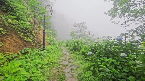 A path that is surrounded. Stock Footage 282797943