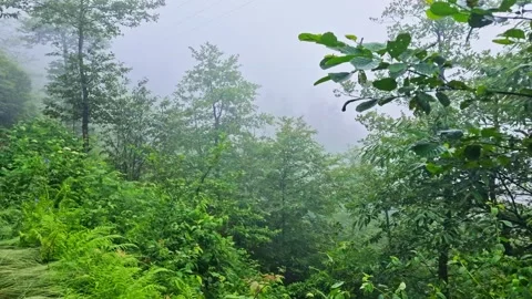 A path that is surrounded. Stock Footage 282798930