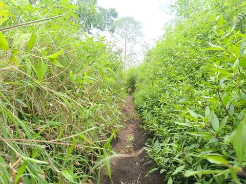 A path surrounded by green grass on a hill. Fotos de archivo