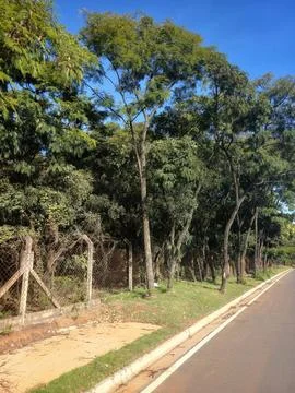 Path surrounded by green trees Stock Photos