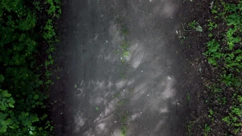 Path surrounded by green vegetation Stock Footage 317684594