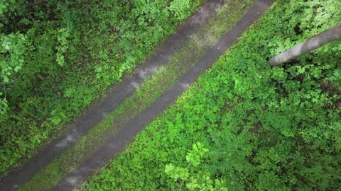 Path surrounded by green vegetation Stock Footage 317688093