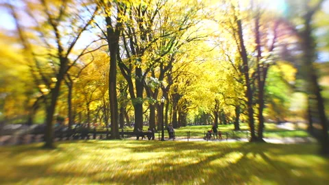 A Path Surrounded by Maple Trees and a Lawn Covered in Fallen Leaves. Stock Footage 327346160
