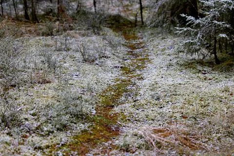 Path surrounded by snow covered pine trees in a winter scene Foto stock