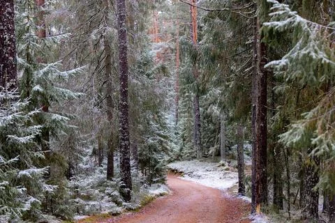 Path surrounded by snow covered pine trees in a winter scene Stock Photos