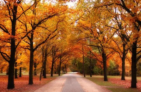 Path surrounded by trees in autumn Stock Photos