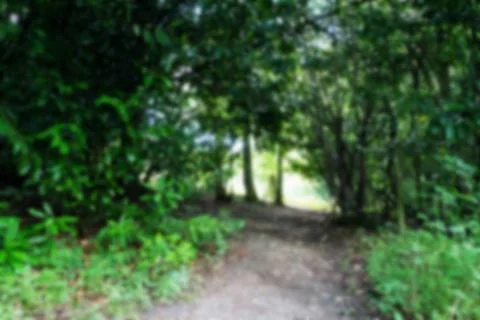 Path surrounded by trees on both sides Out of focus. Stock Photos