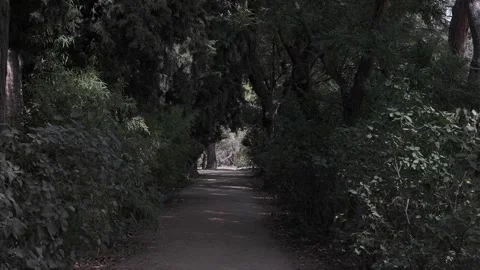 Path surrounded by trees in the park Stock Footage 259221869