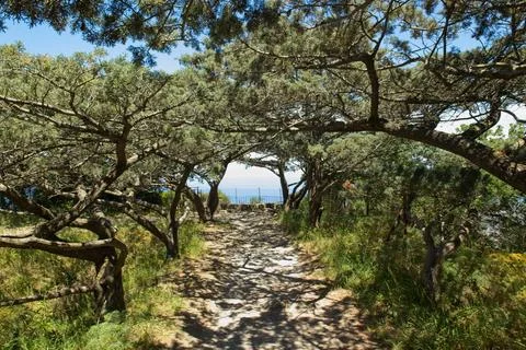 Path surrounded by trees. Stock Photos