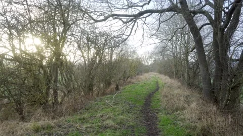 Path surrounded by trees with setting sun in background Stock Footage 169049266