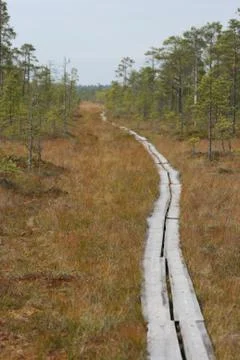 Path on Swamp Stock Photos