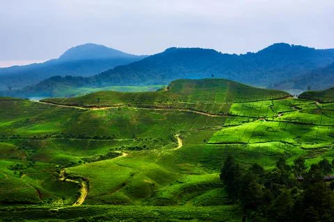 Path of Tea Farm Stock Photos