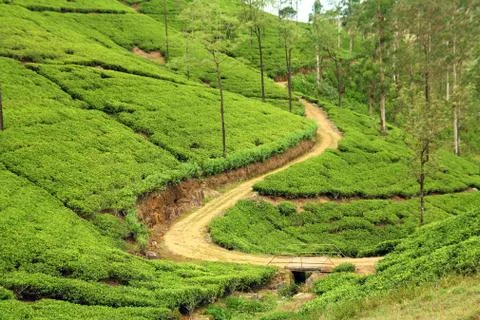 Path in tea plantation Stock Photos