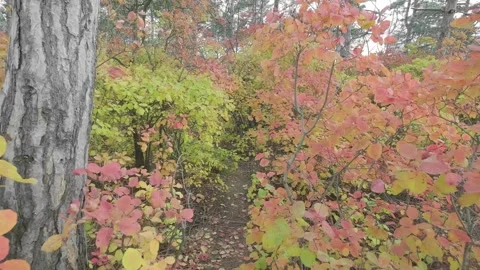Path in thickets of autumn forest Stock Footage 313891883