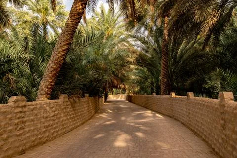 A path through Al Ain oasis Stock Photos