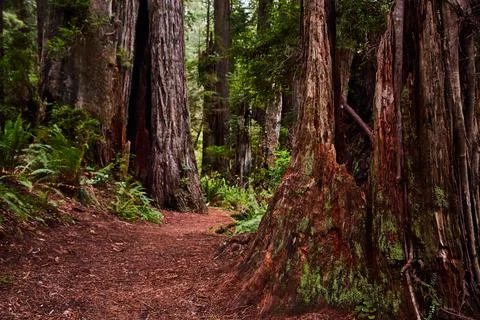 Path through ancient Redwoods forest in California Stock-Fotos