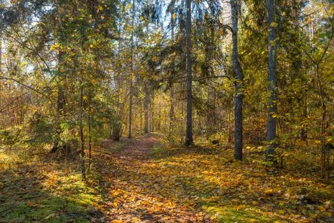 Path through the autumn forest with deciduous trees backlit by the rays of the Stock Photos