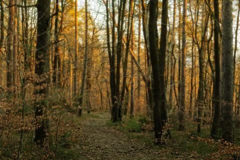 Path through autumn forest in the evening Stock Photos