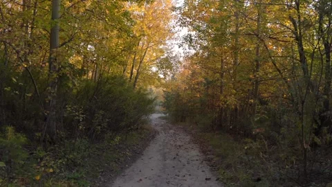 Path Through the Autumn Forest 库存影片 287035325