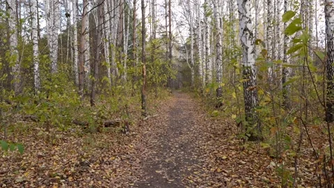 Path Through Autumn Forest Video stock 287042274