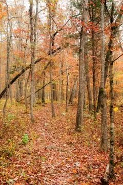 Path through autumn forest Stock Photos