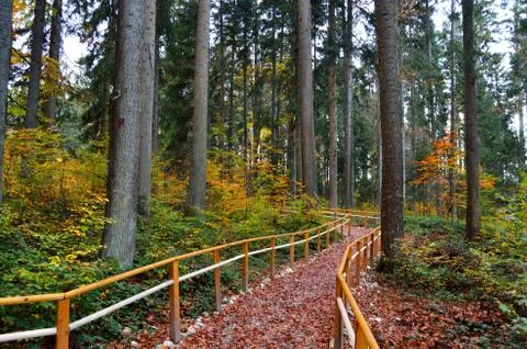 Path through the autumn forest Stock Photos