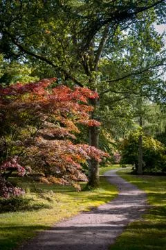 Path through autumn forest Stock Photos