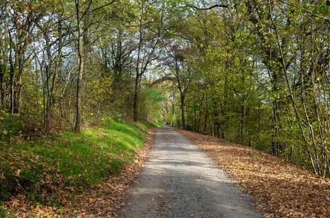 A path through the autumn forest Stock Photos