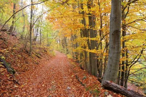 A path through an autumn forest with trees that are full of leaves Stock Photos