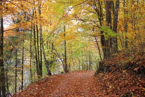 A path through an autumn forest with trees that are full of leaves Stock Photos